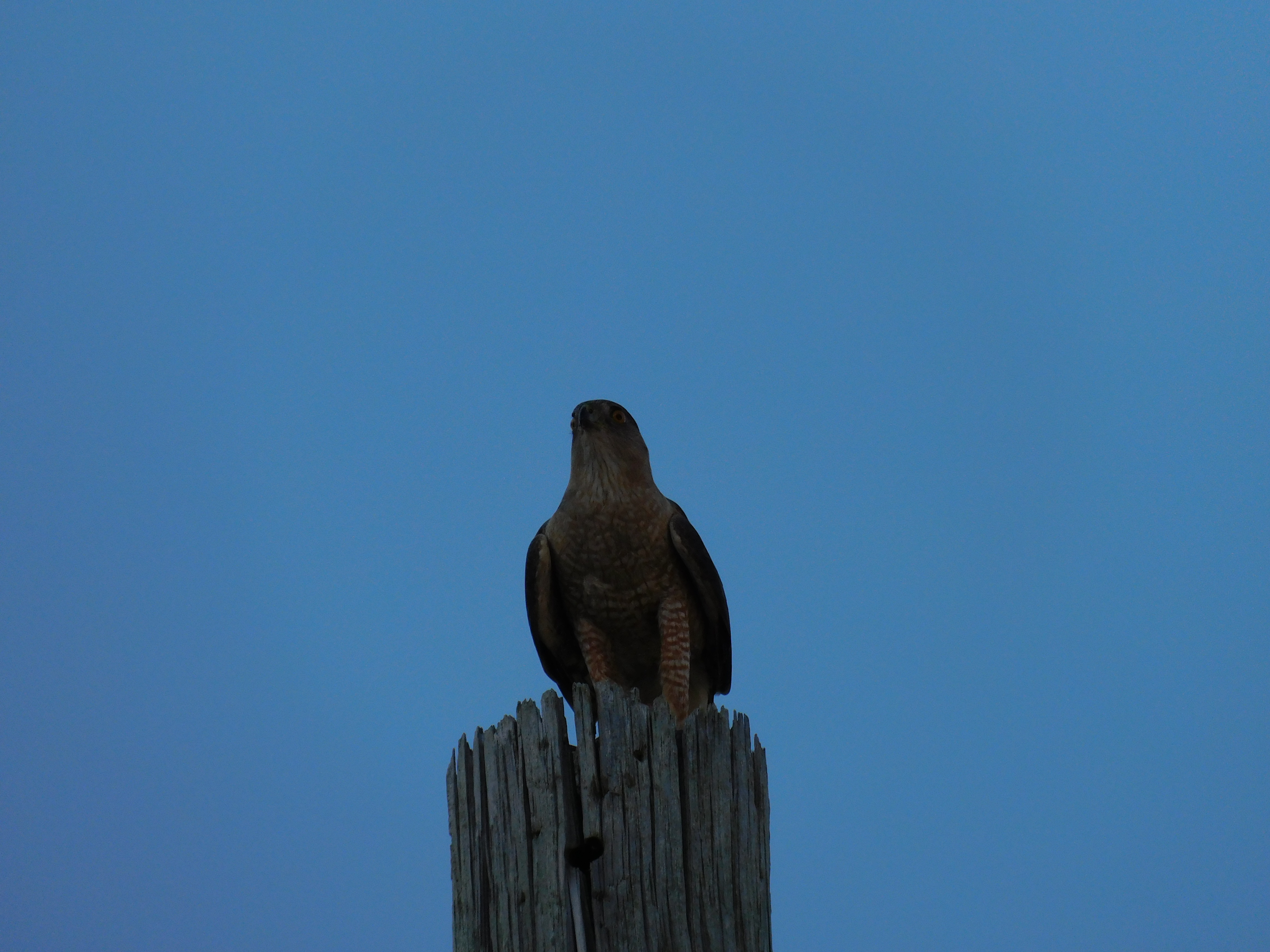 A hawk perched on a wooden post against a blue sky, showcasing its keen observation skills.