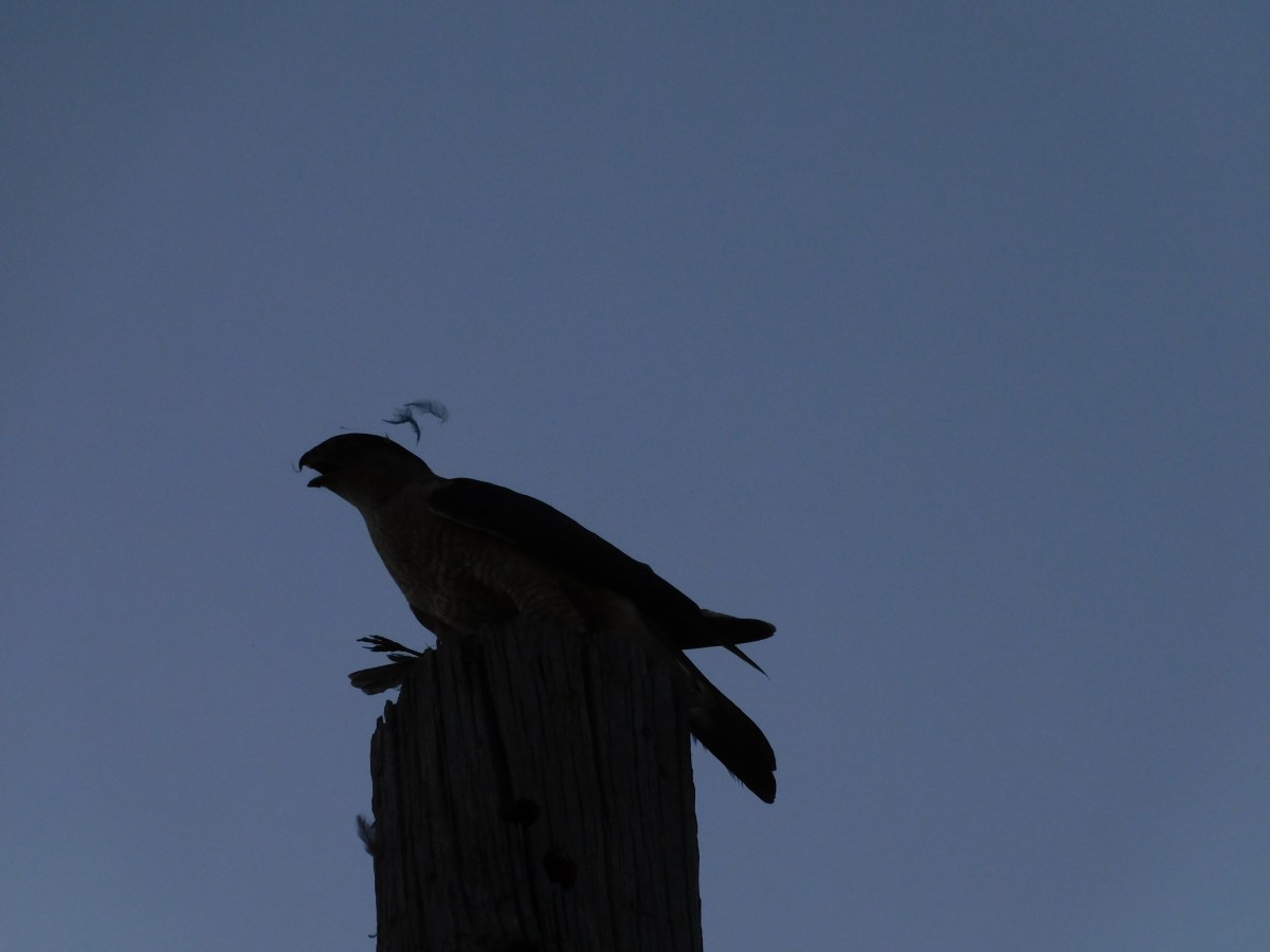 Soaring Through Fall River: A Close Look at the Red-Tailed&nbsp;Hawk